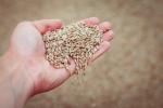 Increasing prices of fodder barley: price trends on the Ukrainian market